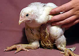 Knochen und Gelenke können das schwere Gewicht der Hühner nicht mehr tragen und brechen oder renken sich aus.