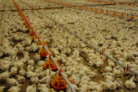 Um ein Drittel mehr Hühner und sogar um die Hälfte mehr Puten will das Tierschutzministerium in die Hallen der Geflügelfabriken stopfen!