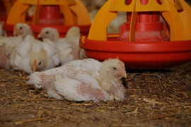 Hitze und schlechte Luft setzen den Hühnern zu.