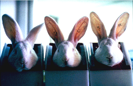 Kaninchen beim sogenannten Draize-Test