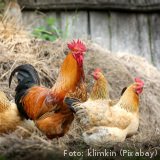 Schluss mit der Hühnerquälerei bei der Eierproduktion!