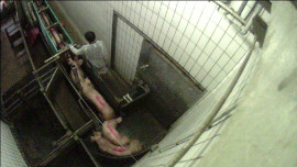 Schweine werden Richtung Betäubungskanal und Schlachtung getrieben.