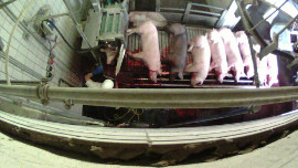 Schweine werden mit einer Elektro-Betäubungszange betäubt und geschlachtet.
