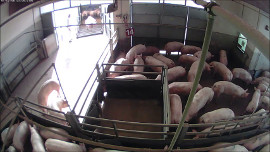 Schweine warten im Stall