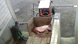 Schweine werden auf einem offenen Anhänger angeliefert.