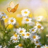 Veganes Sommergewinnspiel 2025
