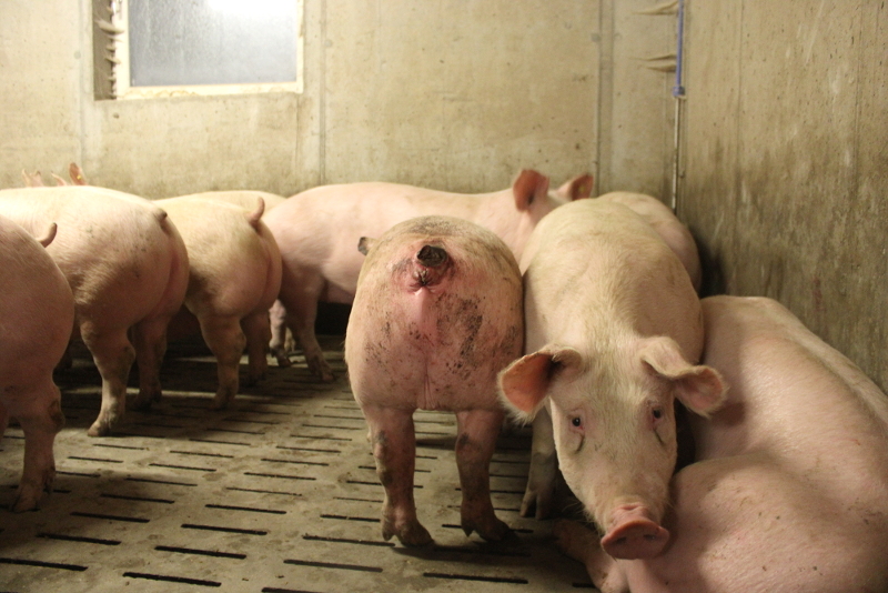 Schweine leben in Österreich unter tristesten Bedingungen.