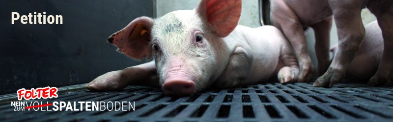 Petition gegen Vollspaltenböden und für Stroh-Einstreu bei Schweinen
