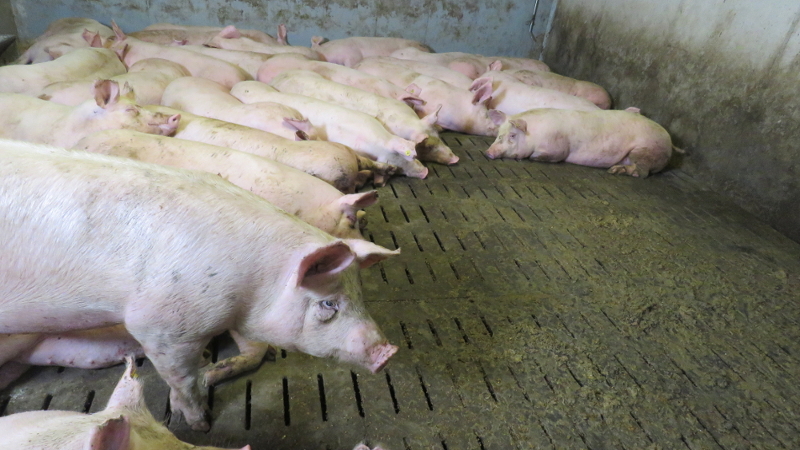 Schweine liegen auf Vollspaltenboden