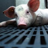 Petition gegen Vollspaltenböden und für Stroh-Einstreu bei Schweinen