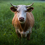 Spendenabsetzbarkeit für Tierschutz!