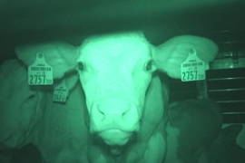 Ein Kalb sieht in eine im Nachtmodus befindliche Kamera