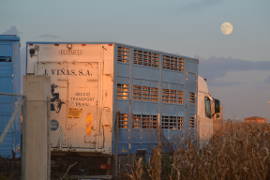 Ein Kälbertransporter in der spanischen Abendsonne mit dem Mond im Hintergrund