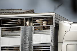 Blick auf Kälber, die aus der obersten Etage eines Tiertransporters blicken