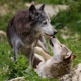 Petition: „Herdenschutz statt Wolfshetze“