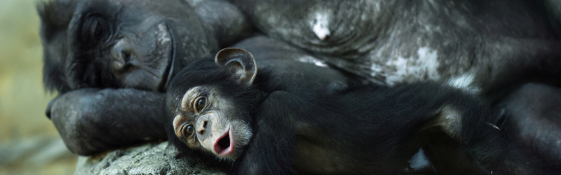 An adult ape lying around with a child chimpanzee in front