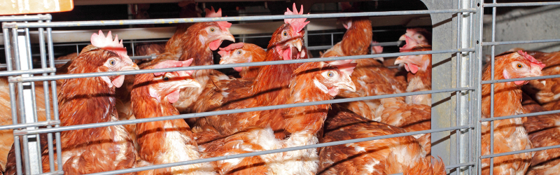 Tightly stuffed laying hens in a battery cage