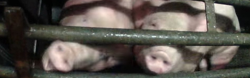 Pigs panicing in a co2 stunninc chamber