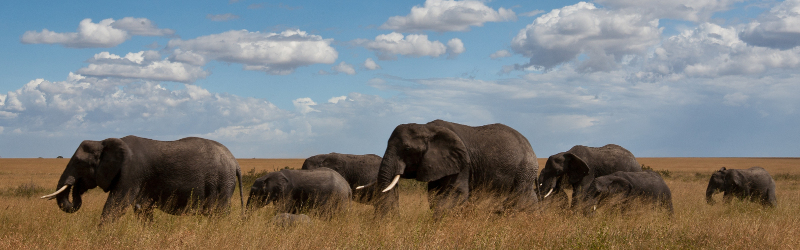 A trail of elephants wandering through a grassy landscape