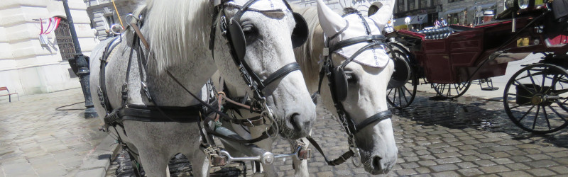 Horses in front of a carriage in the summer heat of the city