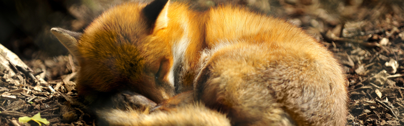 Fox curled up and sleeping in the wild