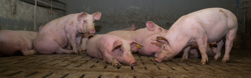 Sad pigs on slatted flooring