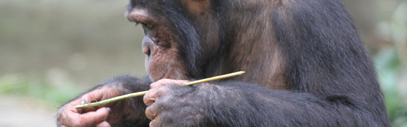 Portrait of a chimpanzee with a stick