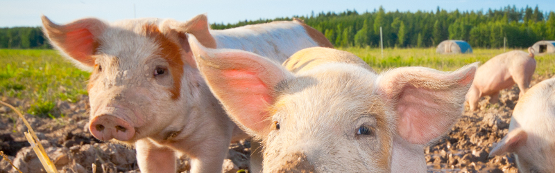 Piglets in an idyllic surrounding with grass and mud in sunshine