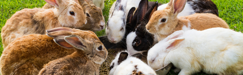 A punch of little rabbits eating grain from a pan in the grass