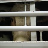 Rinder-Ferntransporte: Die Geschichte von Anton