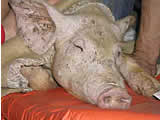 Befreiung eines Schweines aus einem oö Mastbetrieb
