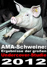 Große Undercover-Recherche in AMA-Schweinemastbetrieben