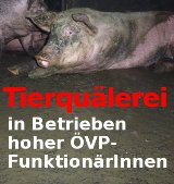 Tierquälerische Tierfabriken hoher ÖVP-FunktionärInnen