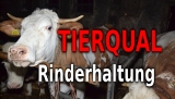 Foto-Galerie: Tierquälerische Rinderhaltung im Waldviertel