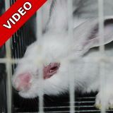 Katastrophale Zustände in Kaninchenzucht für Tierversuche