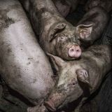 Schweinehaltung: Die verborgene Realität