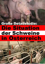 Die Situation der Schweine in Österreich
