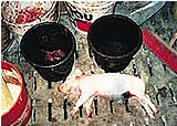 Arzneimittelskandal und unbeschreibliche Tierquälereien in Österreichs größter Schweinefabrik