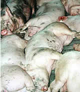 Skandal um Schweinemäster geht weiter