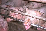 Verdacht auf Schweinepest: Anzeige wegen Tierquälerei