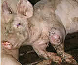 Schweinerettung: die weiteren Entwicklungen