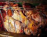 NÖ: 7 schwer kranke Hühner aus Legebatterie gerettet