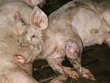Schweineskandal beweist: Tieranwaltschaft ein Muss