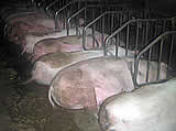 Besetzungsaktion erfolgreich: Schweinefabrik wird schliessen!