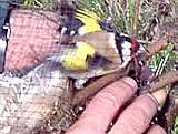 Fotos belegen: Tierqual beim Vogelfang