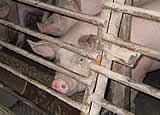 Katastrophale Zustände in Schweinemastbetrieb