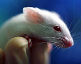 Botox: Unzählige Mäuse sterben in qualvollen Tests