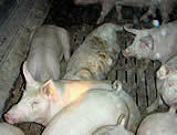 Tierhalteverbot wegen Vernachlässigung von Schweinen?