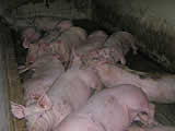 VGT: Österreichs Schweinehaltung ist für die Schweine eine Katastrophe