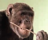 Weltweit erstmalig: Sachwalterschaft für Schimpansen beantragt